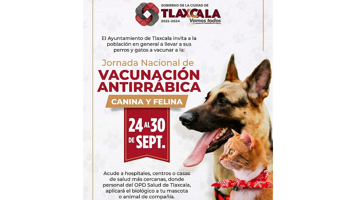 cartel vacunación canina